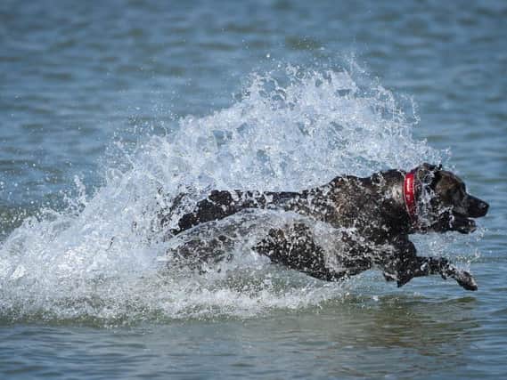 These are the breeds of dog that are perfect for owners who live by the sea. (Getty/Finnbarr Webster)
