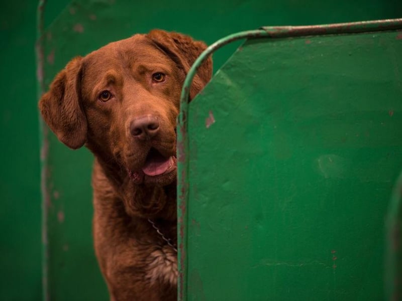 With an oily waterproof coat, strength and endurance, this rugged gundog was born to work the rough, often icy waters of the Chesapeake Bay in Virginia.