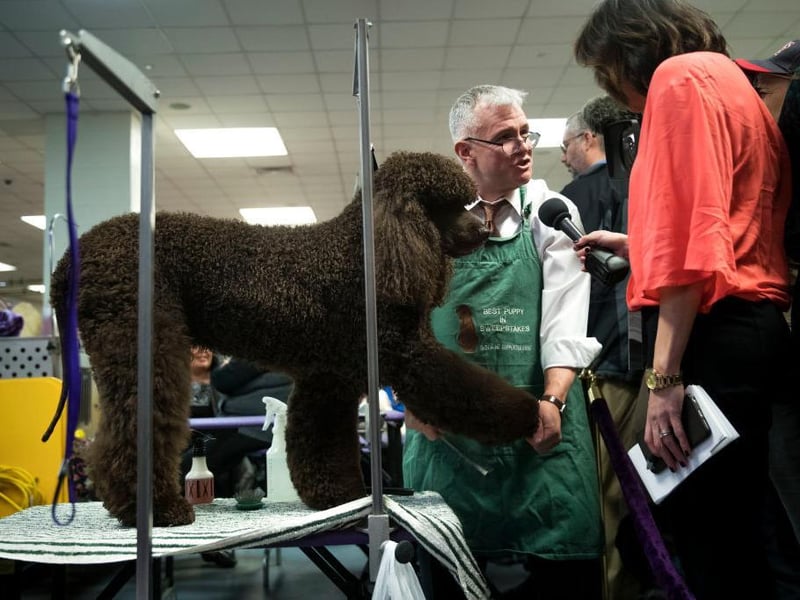 A versatile gundog and one of the largest and oldest spaniel breeds, the Irish Water Spaniel is intelligent and has a naturally water-repellent coat.