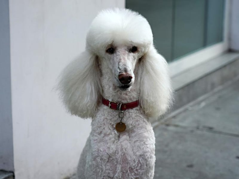 A breed renowned for its runway model looks, but this breed is intelligent and athletic and loves to swim - having been used in France to retrieve waterfowl.
