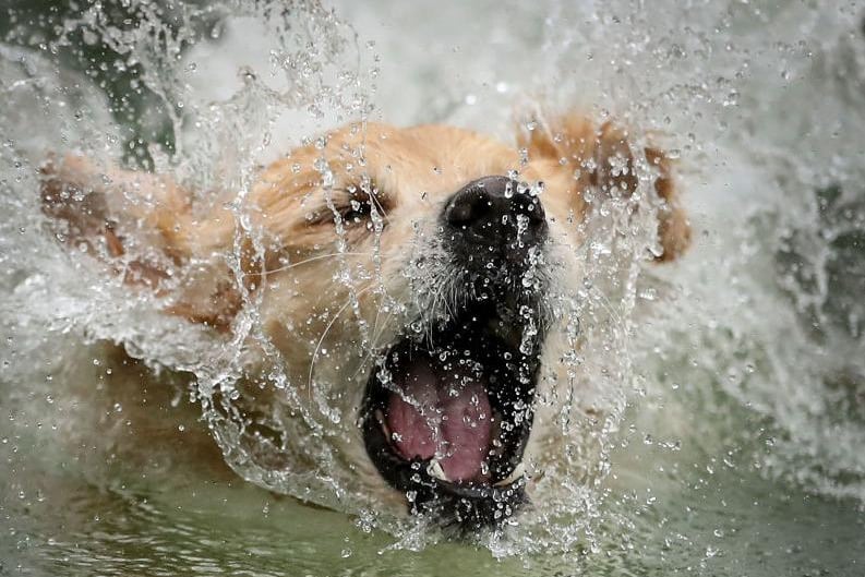Whether they are black, golden, or chocolate, Retrievers are excellent swimmers and are often used in water rescues.