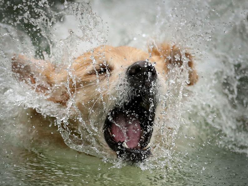 Whether they are black, golden, or chocolate, Retrievers are excellent swimmers and are often used in water rescues.