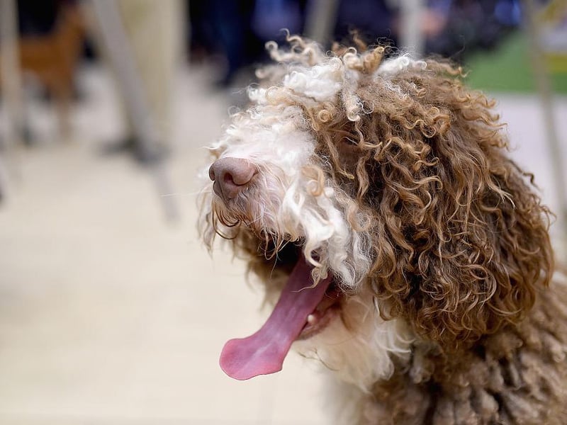 An athletic and sturdy breed, the Spanish Water Dog is an excellent swimmer and was used to hunt on both land and water.