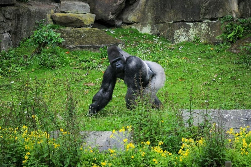 Blackpool Zoo is a family friendly attraction, providing fun and education for all ages.