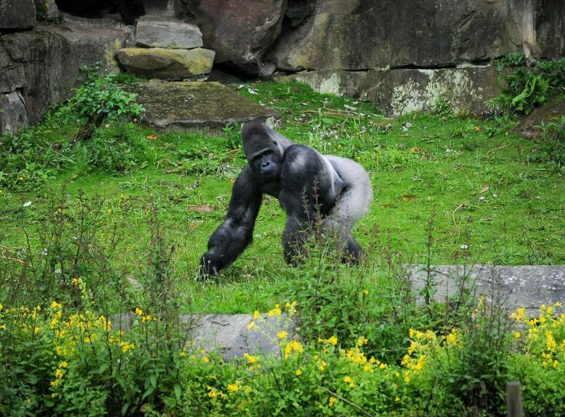 Blackpool Zoo is a family friendly attraction, providing fun and education for all ages.
