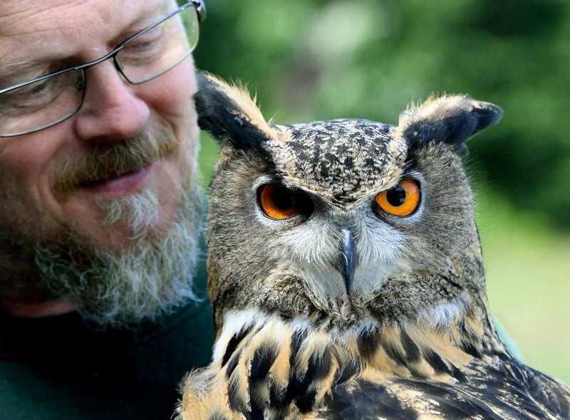 Turbary Woods Owl and Bird of Prey Sanctuary is a volunteer based, non profit group of volunteers. The flying display give you the visitors, Children & Adults, the chance to participate in the flying display and have our birds land on your gloved hand as they fly to you for their food.