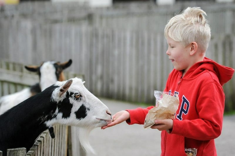 If 'ewe' like animals ewe'll love Farmer Parrs! They have a large selection of farm and rare breed animals plus daily hands-on shows, petting, feeding, tractor rides and pony rides.As well as a large museum, pottery, play areas, cafe and shop