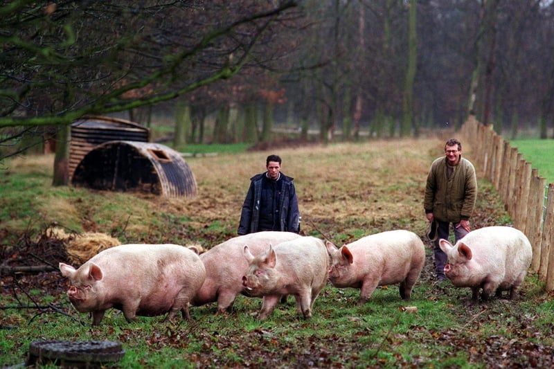 Preservation officers at Temple Newsam House introduced pigs to help regenerate areas of the estate's woods.