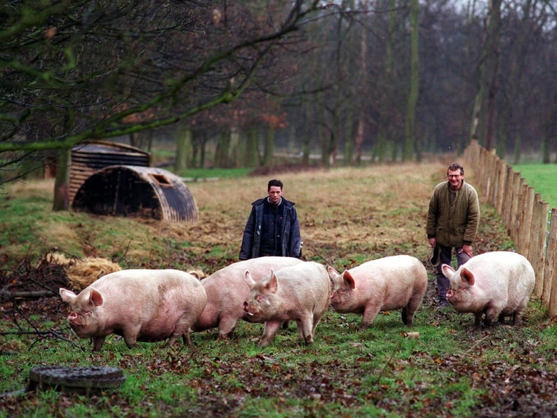 Preservation officers at Temple Newsam House introduced pigs to help regenerate areas of the estate's woods.
