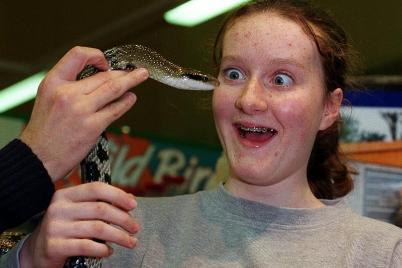 Lucy Armitage comes face to face with a Taiwanese beauty snake during an open day at Guiseley's Pets At Home superstore in November 1999.
