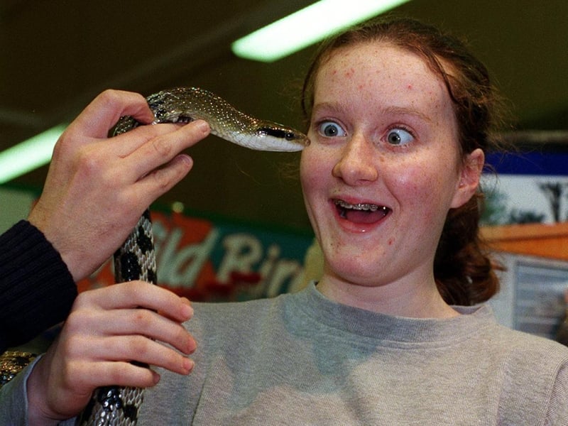 Lucy Armitage comes face to face with a Taiwanese beauty snake during an open day at Guiseley's Pets At Home superstore in November 1999.
