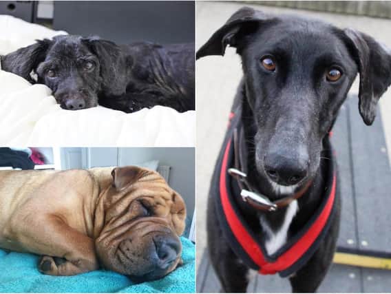 Here are some of this week's gorgeous pups up for adoption. Photos: Dogs Trust Leeds