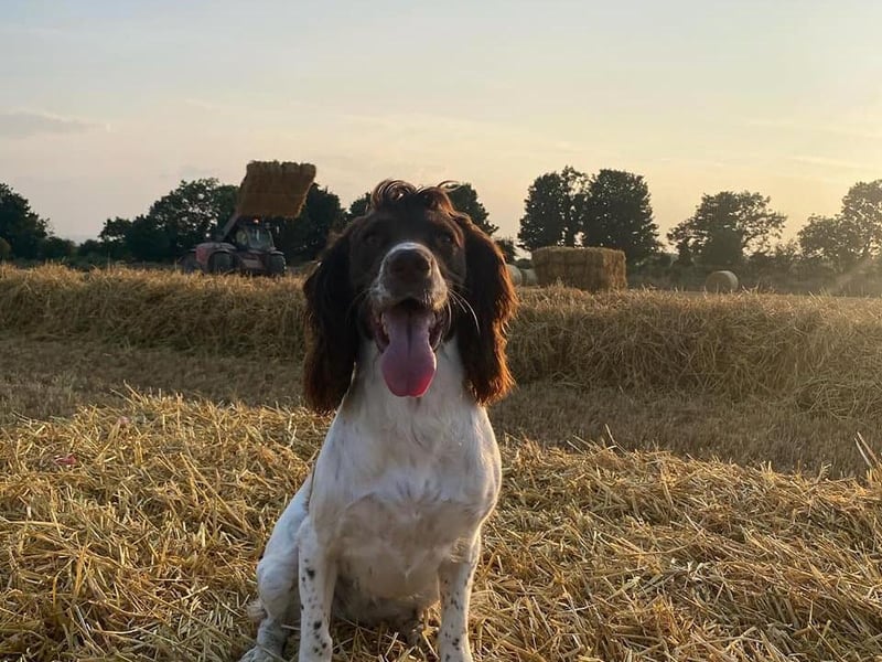 Megan Williamson shared their snap of Bonnie out enjoying a walk.