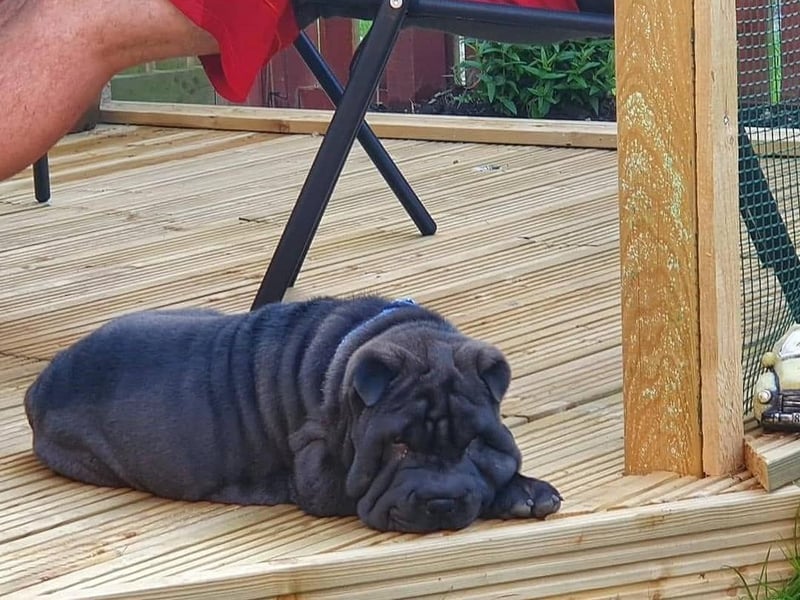 Al Tillson said: "This is Brutus, 11 weeks old."