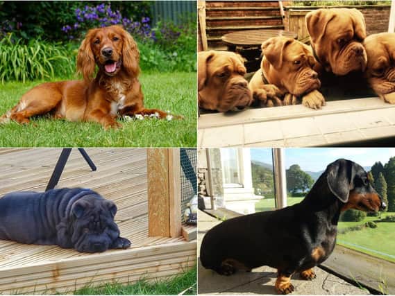 Here is a selection of your pooch pics!