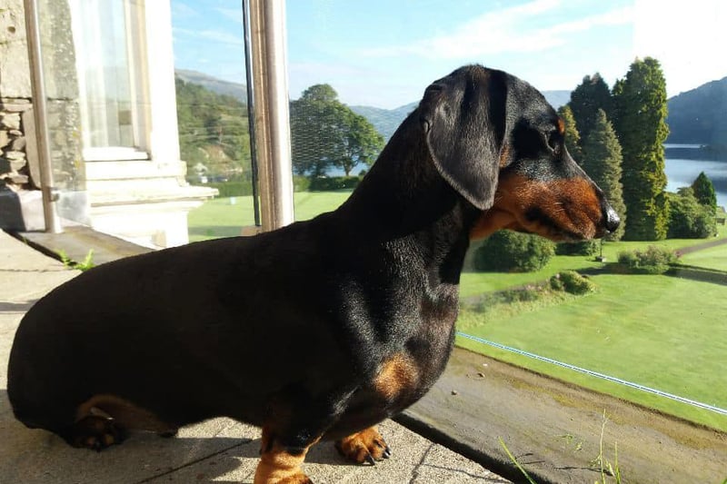 Ann Jeffery said: "This is Albert enjoying the view on holiday from the balcony ... he’s a star."