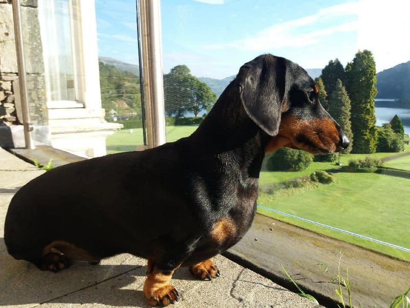 Ann Jeffery said: "This is Albert enjoying the view on holiday from the balcony ... he’s a star."