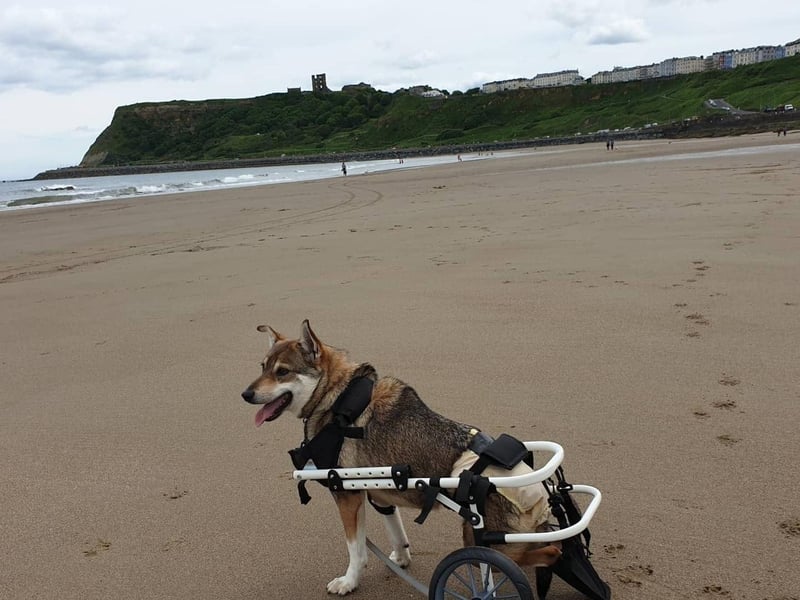 Dawn Rees said: "This is Basil who is my disabled rescue dog from Romania."