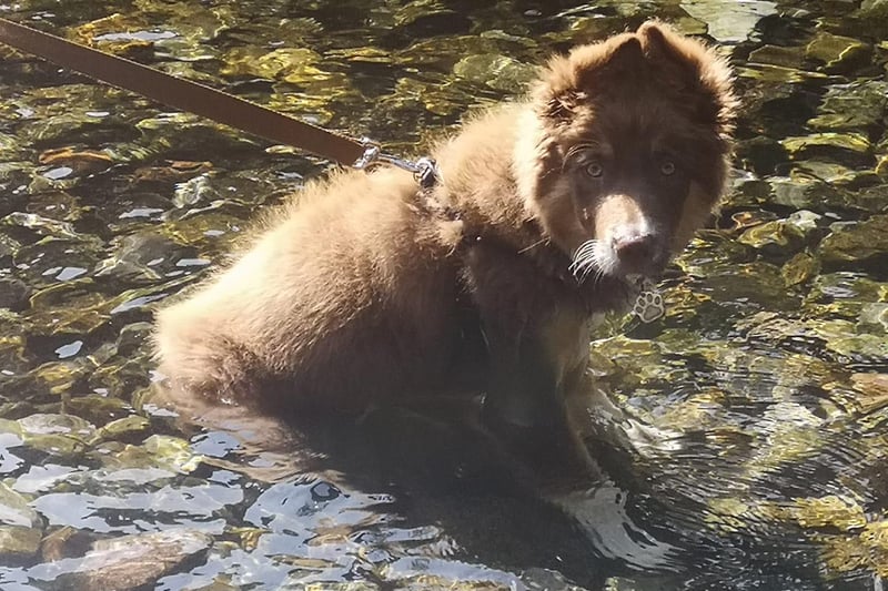 Jenny Baldry said: "This is our new pup Bear enjoying cool water."