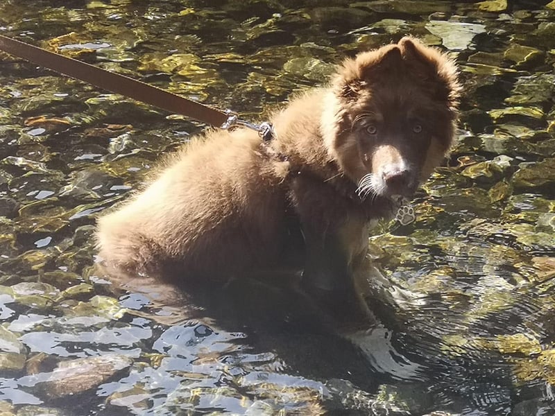 Jenny Baldry said: "This is our new pup Bear enjoying cool water."