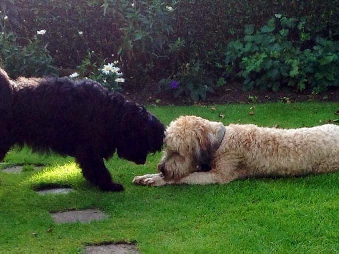 Sally Rickinson shared their photo of Hari and Basil.