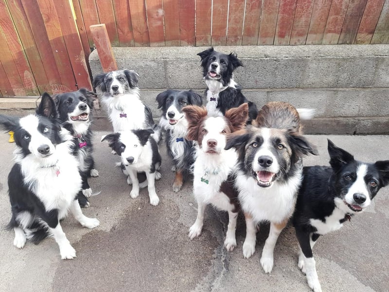 Gemma Davis share their gang of Border Collies, nine in total!