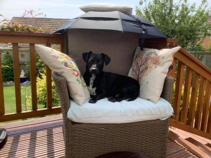 Mike Costelloe said: "Here's Harvey taking refuge in his custom made palanquin as he hates this Scarbados heatwave!"
