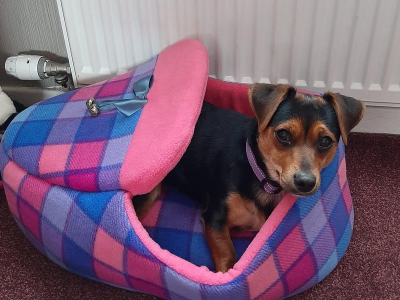 Nadia Andrena Kelly said: Here's Lilly the Jack Russell, who's 17 months old and loving life!"