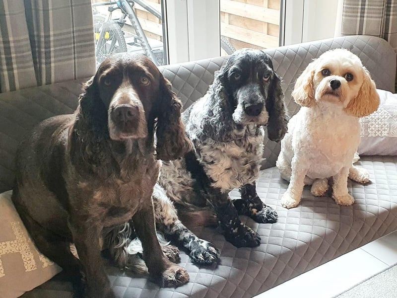 Lisa Morley share a photo of their three dogs.
