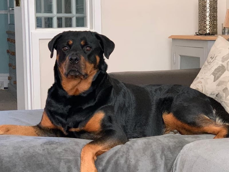 Simon White said: "Lovely Lola."