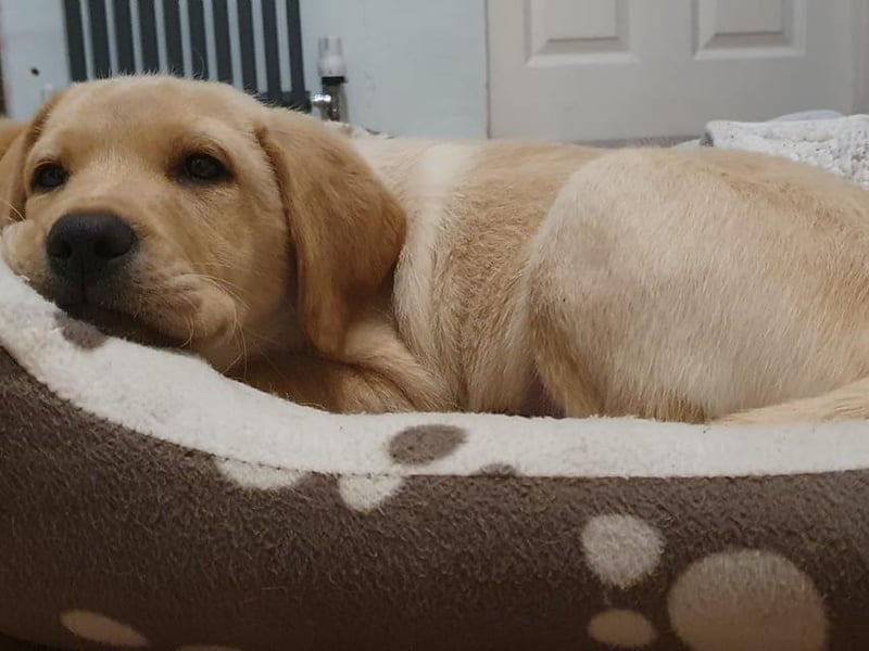 Ben Dennett share their photo of Dougie.