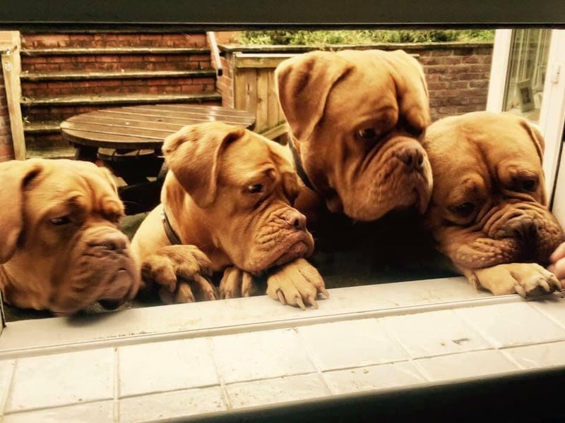 Pete Dicks shared their photo of April, left, Narla, Buddy, and Duke.