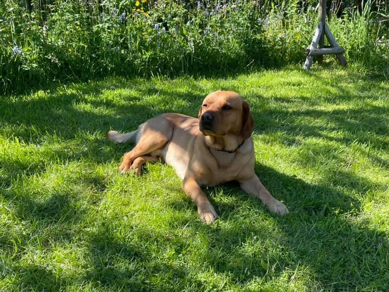 Sharon Knights shared a photo of their dog relaxing in the sunshine.