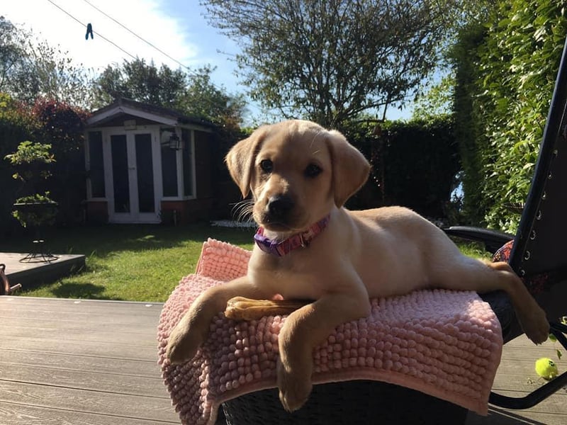 Dana Munasinghe shared an adorable photo of Skye.