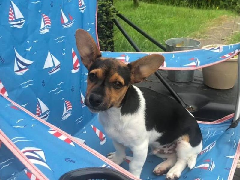 Joanne Roe-Cooper said: "Here's Stan, half dog half bat!"