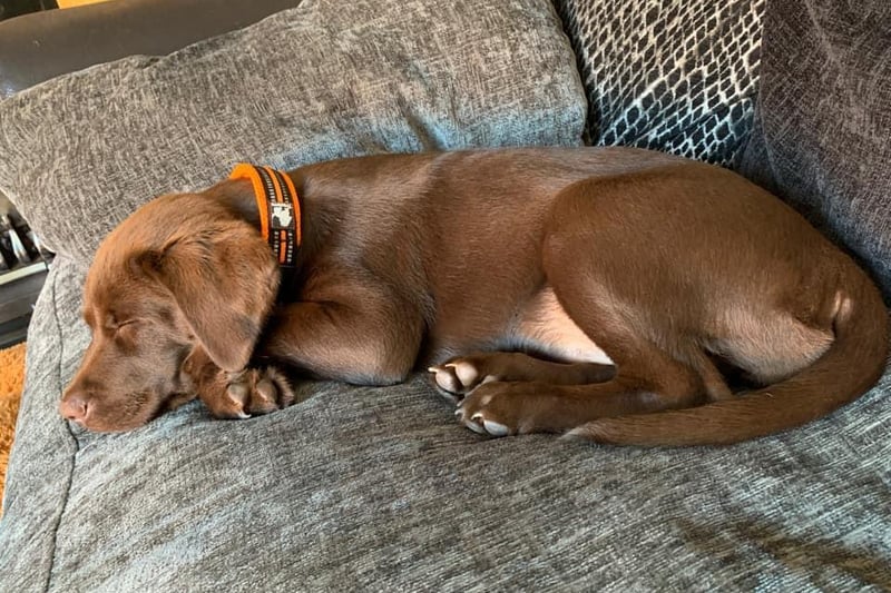 Tracy Wilkinson shared a photo of their dog enjoying a snooze on the sofa.