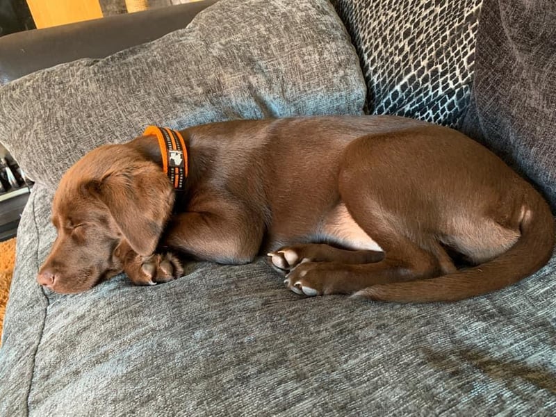 Tracy Wilkinson shared a photo of their dog enjoying a snooze on the sofa.