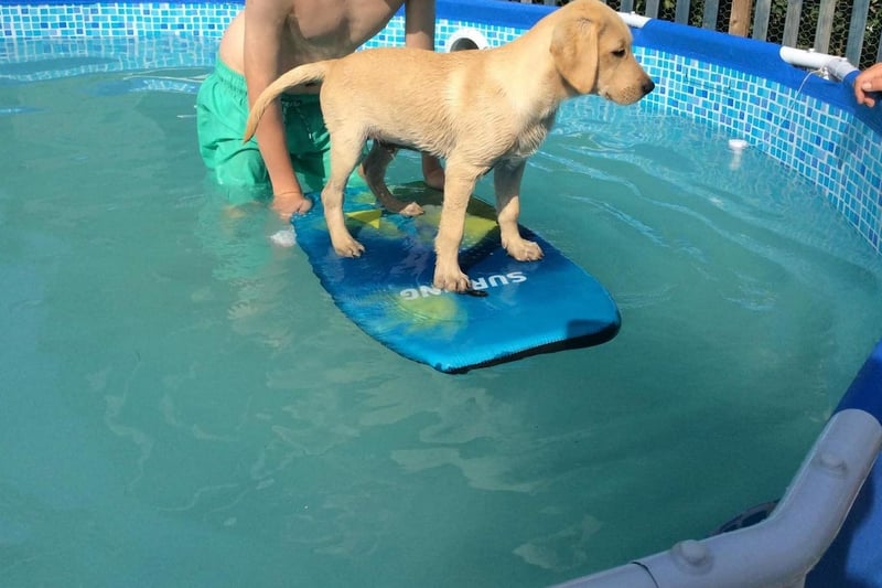 Alan West shared this snap of their dog learning to ride a wave!