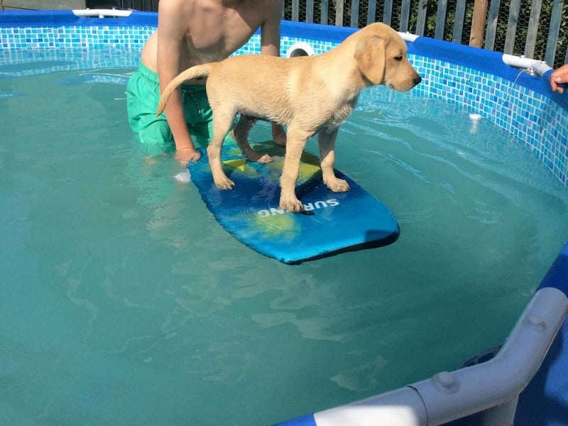 Alan West shared this snap of their dog learning to ride a wave!