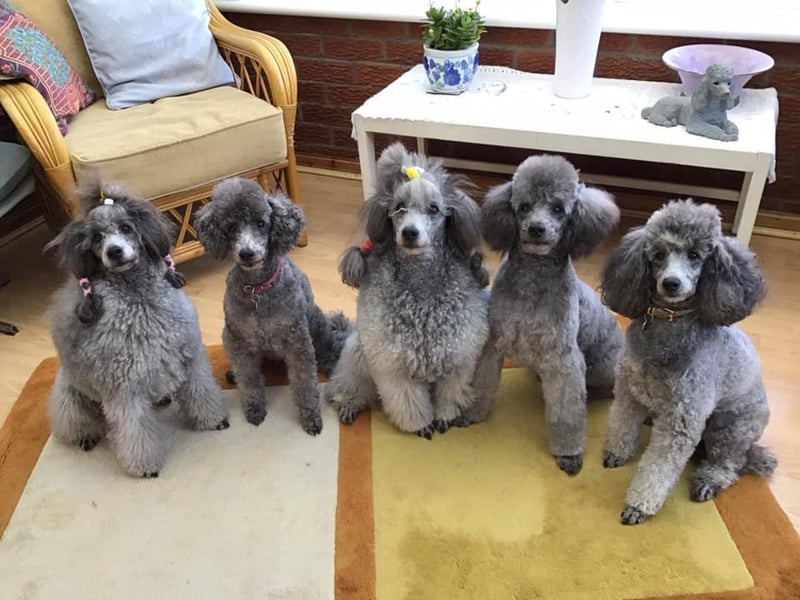 Jenny Croft said: "My silver miniature poodles aged from four to 15."
