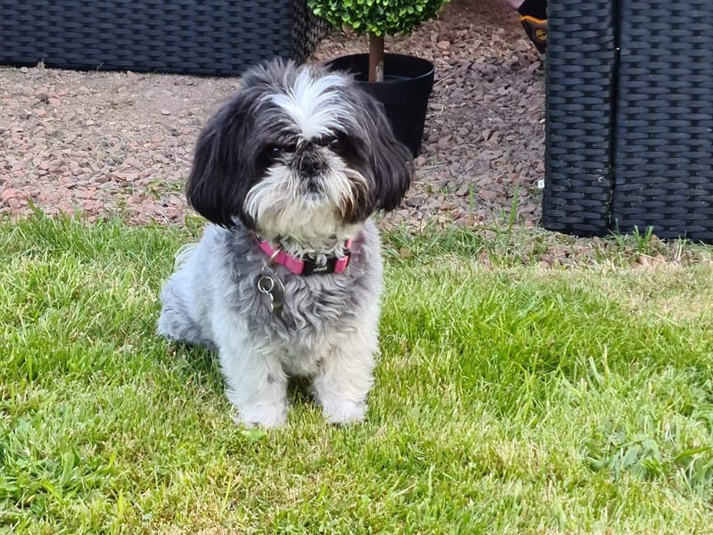 Nicola Wardle shared a snap of their dog.