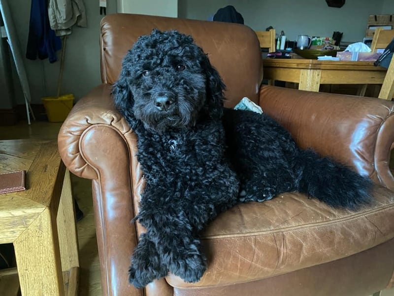 Becks Thompson said: "Ralphie, our labradoodle."