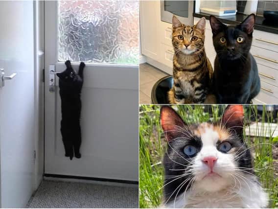 Yorkshire Evening Post readers submitted their favourite pictures for International Cat Day.