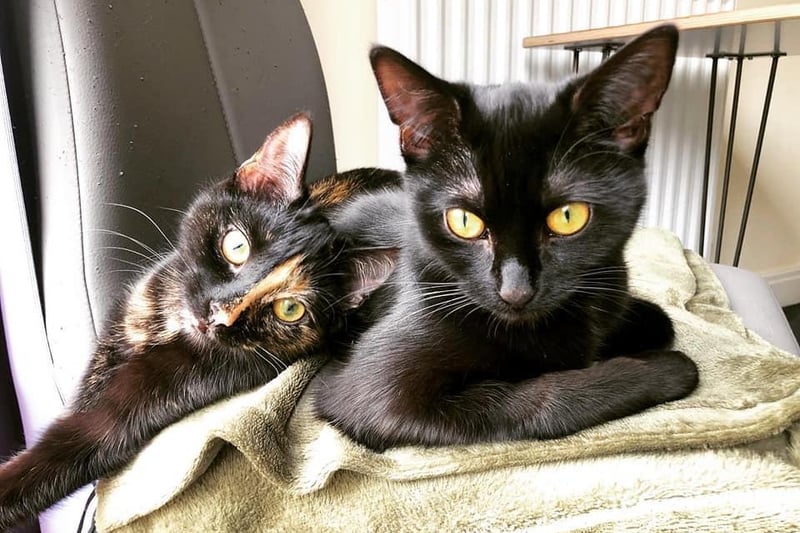 "My gorgeous girls Luna and Ripley."