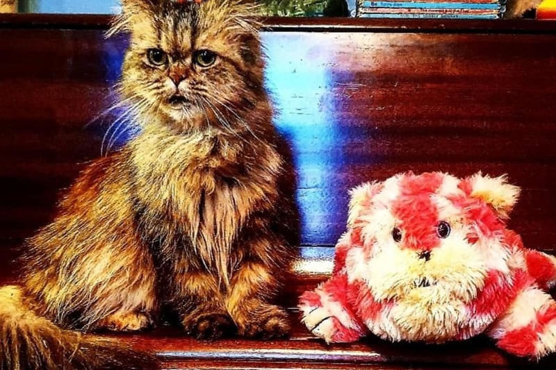 "Winnie with her mate, Bagpuss."