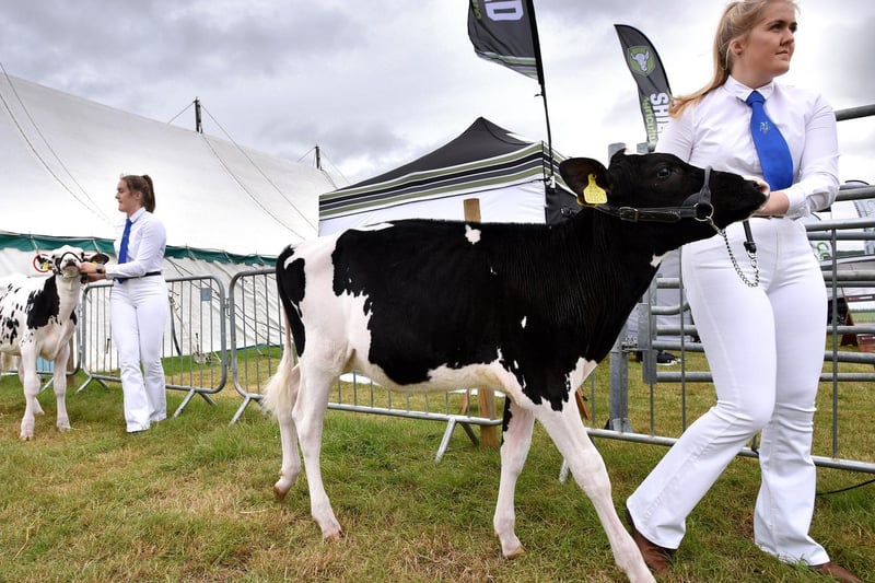 The annual Garstang Agricultural Show, Garstang. Heading out to judging. Picture by Paul Heyes, Saturday July 07, 2021.