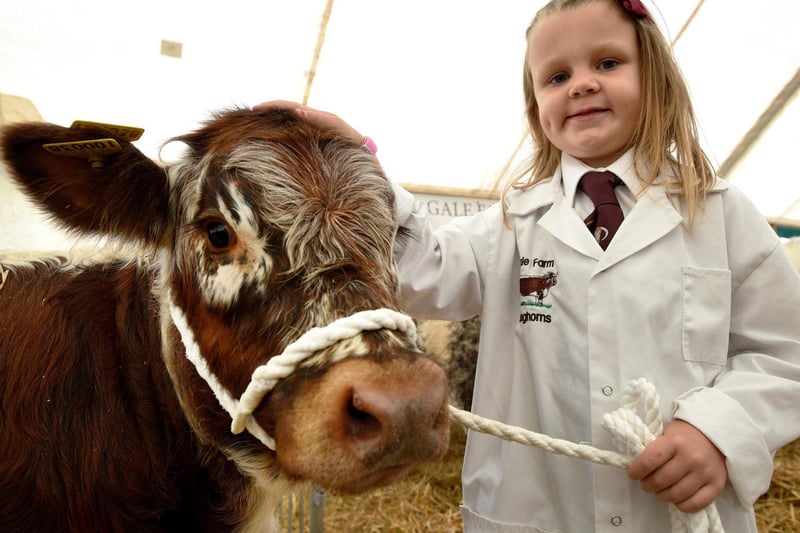 The annual Garstang Agricultural Show, Garstang. Mia Marshall aged 6 from Lancaster with on of her Longhorn calves. Picture by Paul Heyes, Saturday July 07, 2021.