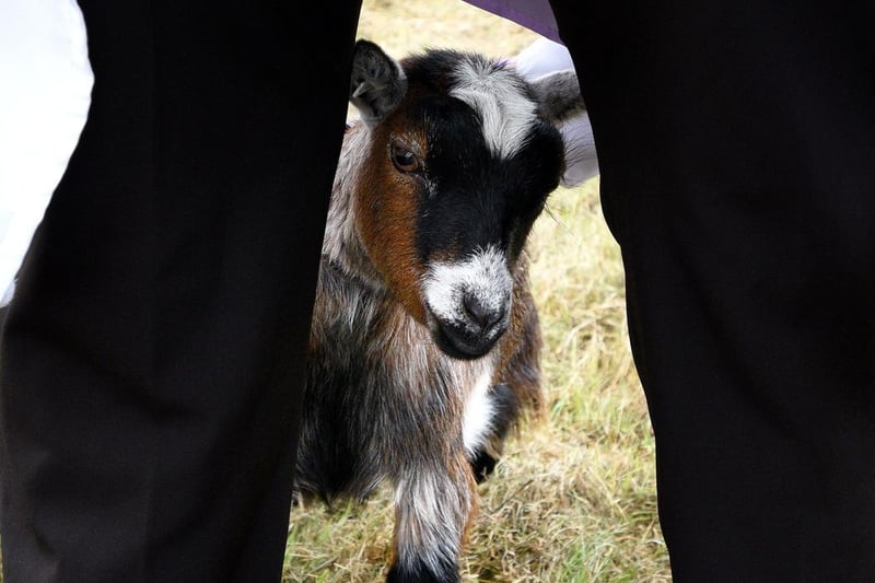 The annual Garstang Agricultural Show, Garstang. Pygmy goat judging. Picture by Paul Heyes, Saturday July 07, 2021.