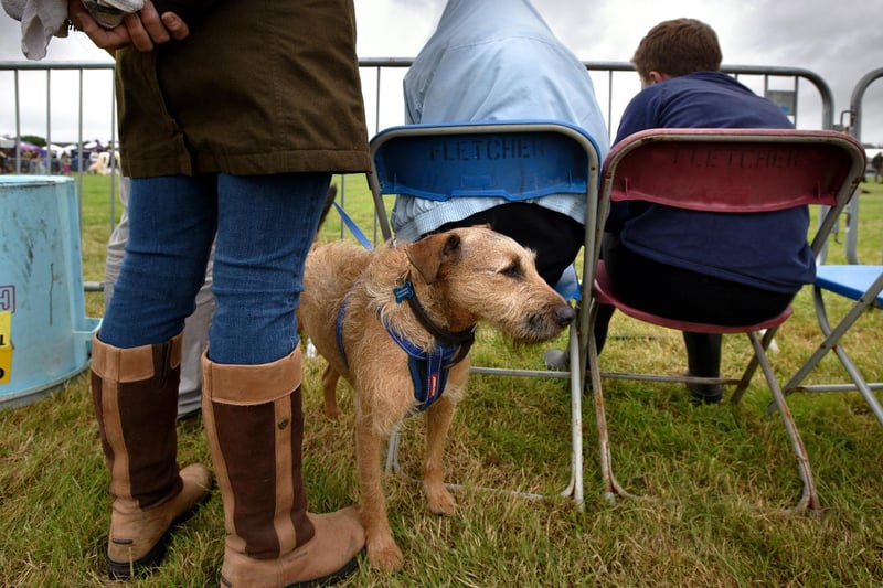 The annual Garstang Agricultural Show, Garstang. Waiting for the show. Picture by Paul Heyes, Saturday July 07, 2021.
