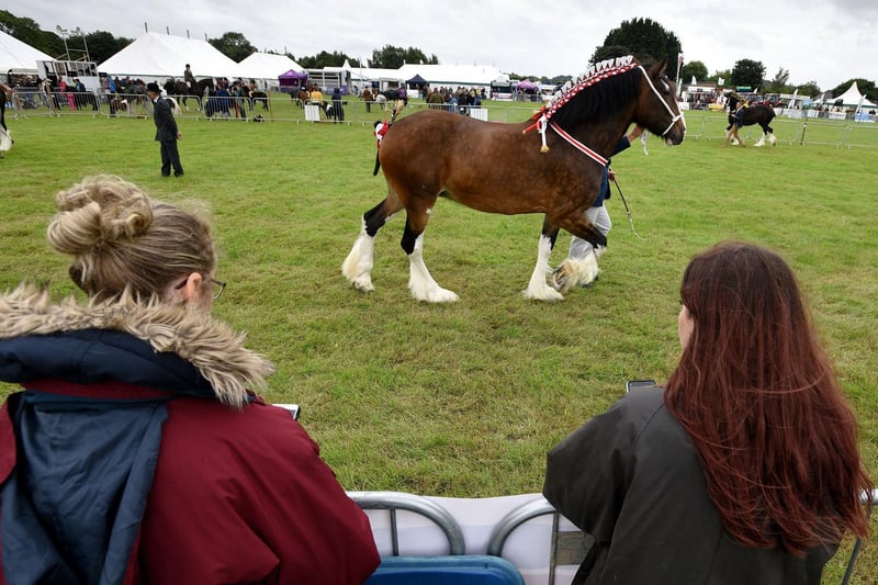 The annual Garstang Agricultural Show, Garstang. The Heavy Horse competition. Picture by Paul Heyes, Saturday July 07, 2021.